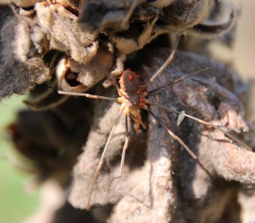 Phalangium opilio